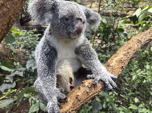 Ein Koala-Jungtier zum Weihnachtsfest